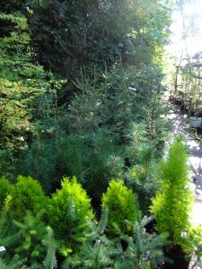 conifers