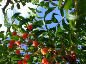 Sorbus aucuparia tree