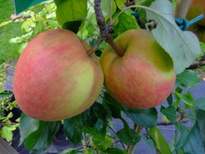 apple