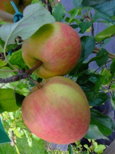 apple tree