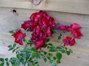 Climbing Plants