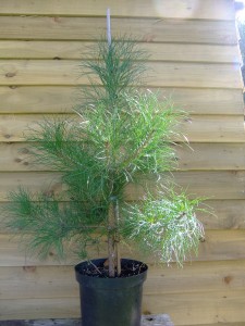 pinus nigra