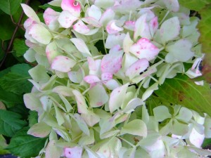 Hydrangea