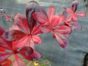 Berberis, shrub