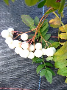 Sorbus cashmiriana trees