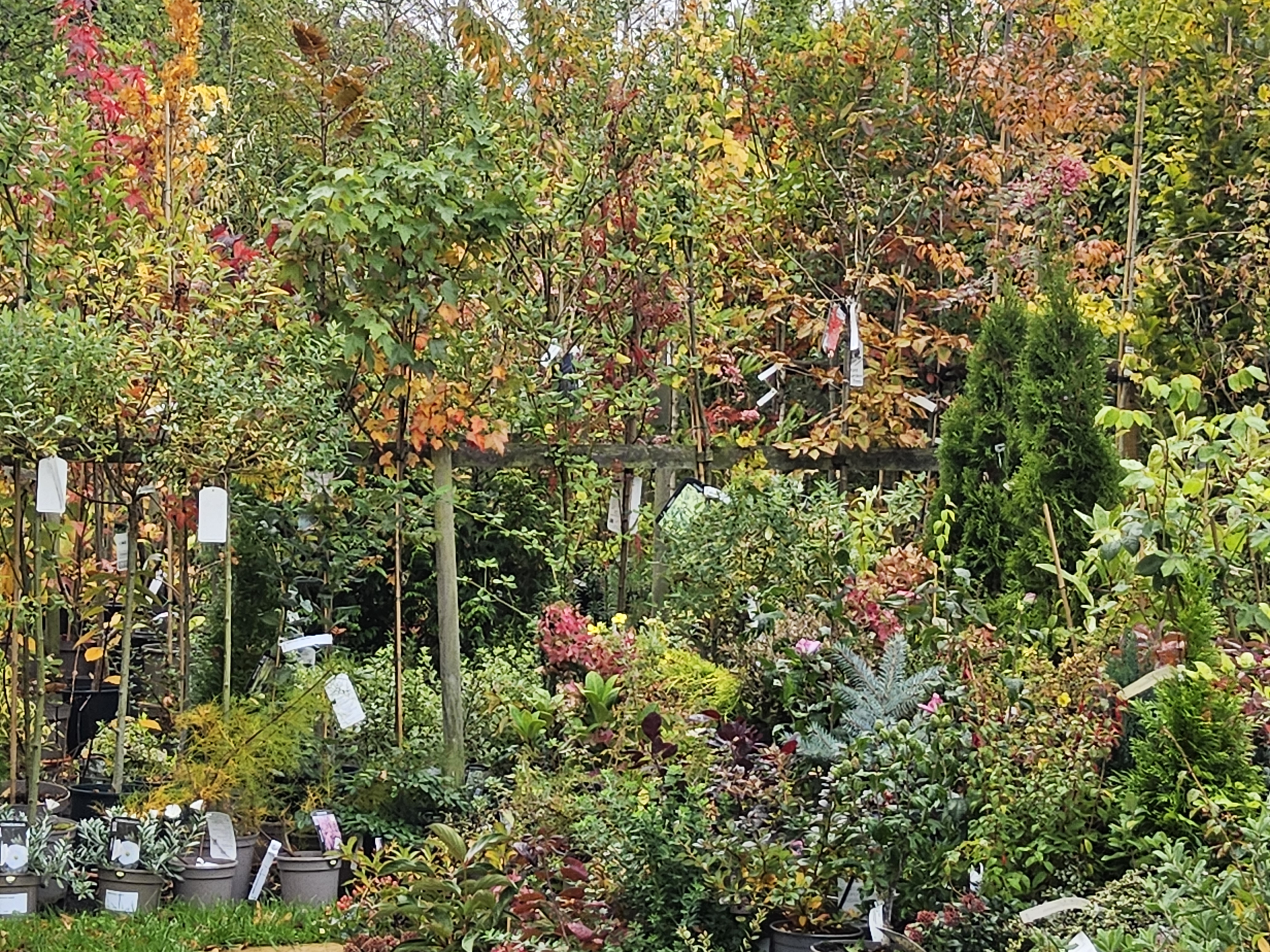 Visit our sales area where a large range of trees and shrubs are on display.